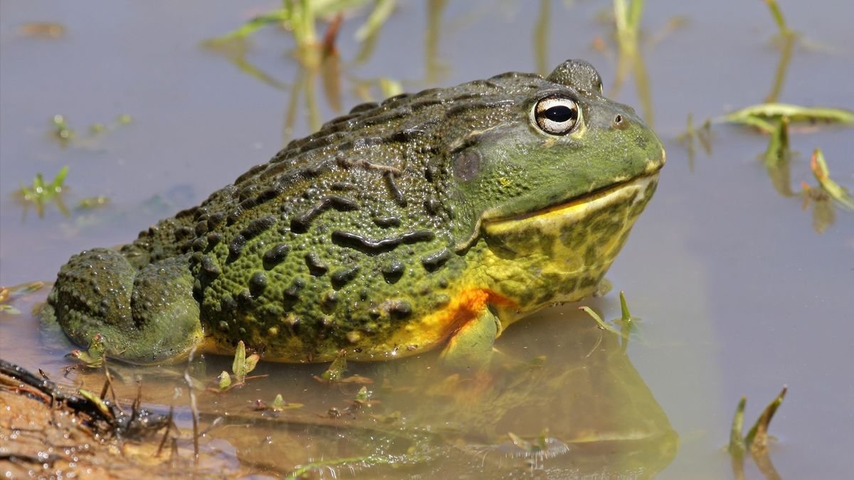 African Bullfrog in Tanzania